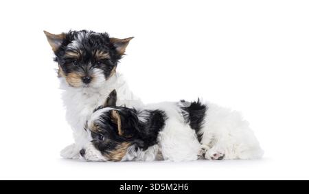 Niedliches Duo von Biewer Terrier Hündchen, sitzen und liegen zusammen. Einer blickt zur Kamera, einer zur Seite. Isoliert auf weißem Hintergrund, Stockfoto
