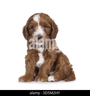 Niedlicher Smoking Labradoodle alias Cobberdog Welpe, der seitlich sitzt. Mit blauen Augen neben die Kamera schauen. Isoliert auf weißem Hintergrund, Niederlande Stockfoto