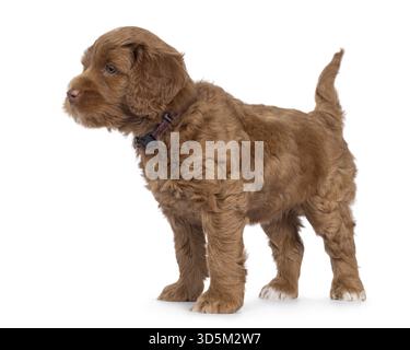 Niedliches Labradoodle alias Cobberdog-Welpen, stehend seitlich. Mit blauen Augen seitlich von der Kamera wegschauen. Isoliert auf weißem Hintergrund, Netherla Stockfoto