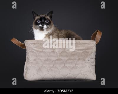 Kopfaufnahme einer wunderschönen Senior Snowshoe Katze, die in beigefarbenem Korb sitzt. Blick auf die Kamera mit klugen blauen Augen. Isoliert auf schwarzem Hintergrund, Nether Stockfoto