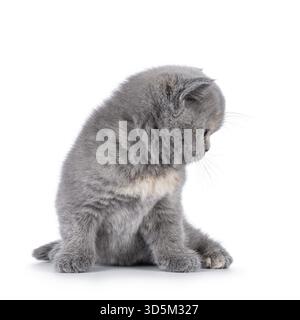 Süßes, 6 Wochen altes britisches Kurzhaar-Katzenkätzchen, das vorne sitzt. Seitlich schauen, um das Profil zu zeigen. Isoliert auf weiß... Isoliert auf weiß, Neth Stockfoto