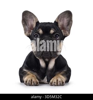 Niedliches Schwarz mit braunem französischem Bulldog-Hündchen, der nach vorne hin liegt. Blick auf die Kamera. Isoliert auf weißem Hintergrund, Niederlande Stockfoto