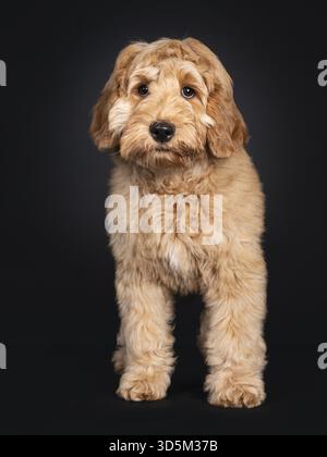 Niedliches Labradoodle-Welpen, stehend nach vorne. Blick auf die Kamera mit hängenden Augen. Isoliert auf schwarzem Hintergrund, Niederlande Stockfoto