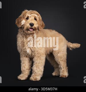 Niedliches Labradoodle, seitlich stehend. Blick auf die Kamera mit hängenden Augen. Isoliert auf schwarzem Hintergrund. Mund offen und Zunge raus, Niederlande Stockfoto