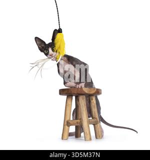 Süßes Blau mit weißem Smoking Sphynx Katze Kätzchen, hinten stehend mit Vorderpfoten auf kleinem Holzhocker. Gelbe Feder Spielzeug im Mund. Gerade aussehend A Stockfoto