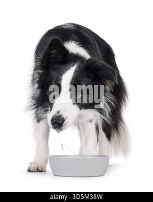 Bezaubernder, typischer Schwarzweiß-Hund mit Border Collie, der hinter einer Wasserschale steht. Isoliert auf weißem Hintergrund, Niederlande Stockfoto