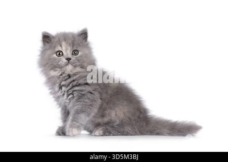 Das süße blaue tortie britische Langhaar-Katzenkätzchen sitzt seitlich. Ich sehe neugierig auf die Kamera. Isoliert auf weißem Hintergrund, Niederlande Stockfoto