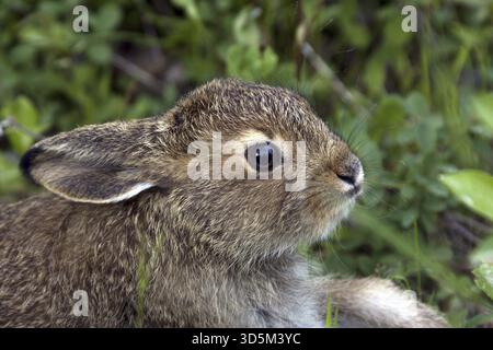 Junger Berghase (Lepus timidus), junger Hase, Porträt, Finnland, Baby Tier, Finnland Stockfoto