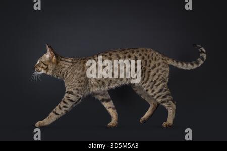Elegante Savannah-Katze, die seitlich läuft. Seitlich schauen, um das Profil zu zeigen. Isoliertes Porträt auf schwarzem Hintergrund, Niederlande Stockfoto