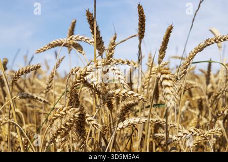 Nahaufnahme der Ohren von Getreideanbau auf dem Feld. Ernte, Herbstkonzept. Selektiver und weicher Fokus Stockfoto