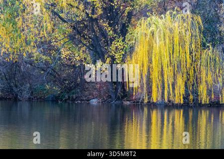 Weinweide Mitte November im Kissena Park in Queens, NY Stockfoto