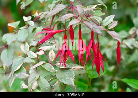 Buntes Laub und rote und violette Herbstblumen von Fuchsia magellanica var. Gracilis 'variegata' UK Garden November Stockfoto