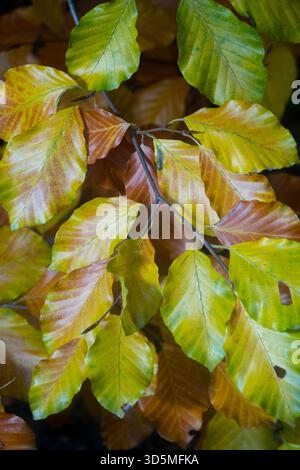 Buntes Herbstlaub einer europäischen Buche, Fagus sylvatica mit gelben und grünen Blättern, Oktober. Stockfoto