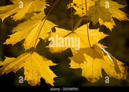 Norwegische Ahornblätter in der Herbstsonne Stockfoto