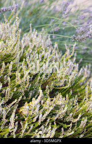 Die weiße Heidekraut-Blüte Calluna vulgaris „Yvette's Gold“ in voller Blüte zeigt das leuchtend grüne Laub. Britischer Garten. Stockfoto