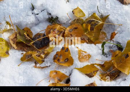 Herbstblätter in verschiedenen Gelb- und Brauntönen sind auf einer schneebedeckten Oberfläche verstreut, was den jahreszeitlichen Übergang und die natürliche Schönheit unterstreicht Stockfoto