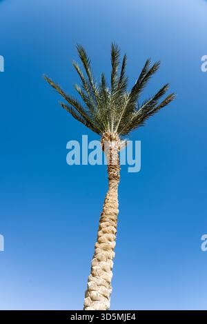 Eine einzelne Palme wird von unten betrachtet, die zum klaren blauen Himmel reicht und den hohen Stamm und die üppig grünen Stirnwände hervorhebt. Die Perspektive emphas Stockfoto