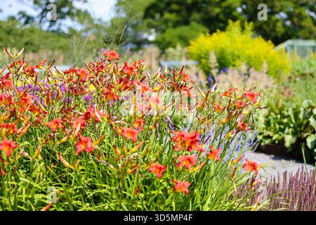 Orangefarbene Taglilien blühen in einem Sommergarten neben gemischten Staudenblüten bei hellem Tageslicht. Stockfoto