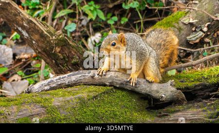 Ein östliches Fuchshörnchen, Sciurus niger, thront auf einem moosbedeckten Baumstamm im Norden Indianas Stockfoto