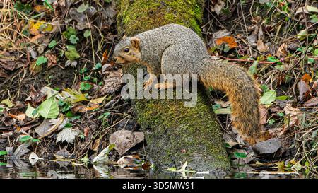 Ein östliches Fuchshörnchen, Sciurus niger, thront auf einem Baumstamm am Yellow River im Norden Indianas Stockfoto