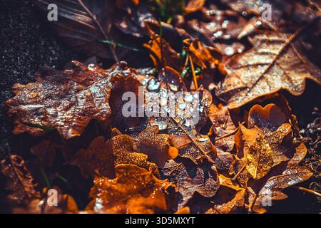 Trockene Eichenblätter, die auf dunklem Boden verstreut sind und sichtbare Tau- oder Wassertropfen aufweisen. Herbstlaub auf grauem Pflaster. Tautropfen glitzern Stockfoto
