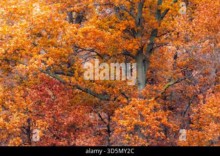 In der Jasper Pulaski Fish and Wildlife Area in Indiana lockt eine große Eiche mit orange und roten Blättern Stockfoto