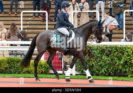 Regal Encore und der Fahrer Suzy Stoneman nehmen an der Umschulung der Rennpferdeparade in Cheltenham, 15.11.25 teil. Credit JTW equine Images / Alamy. Stockfoto