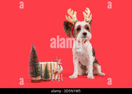 Niedlicher Biewer Terrier Hund in Rentierhörnern mit Weihnachtsdekor auf rotem Hintergrund Stockfoto