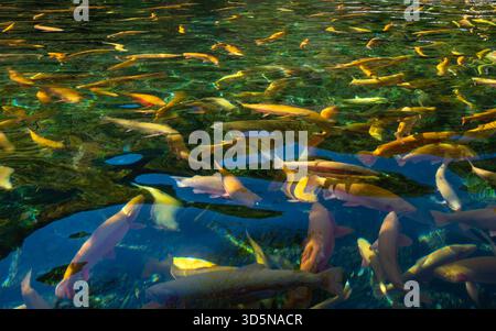 Gruppe Koi-Fische im Teich. Stockfoto