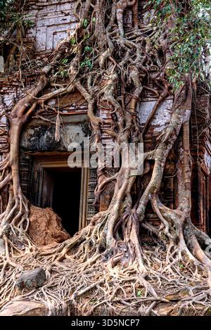 Baumwurzeln, die um einen Turm mit Ruinen des Prasat-Pram-Tempels in Koh Ker, Siem Reap, Kambodscha, gewickelt sind Stockfoto