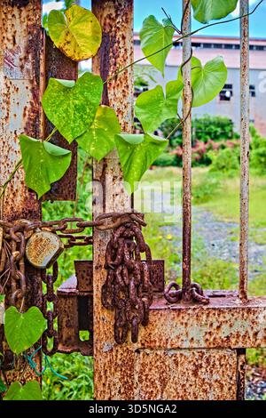 Verrostete Metallstangen bilden ein Tor, das mit einem Vorhängeschloss und Ketten verziert ist, während grüne Blätter von unten nach oben kriechen. Stockfoto
