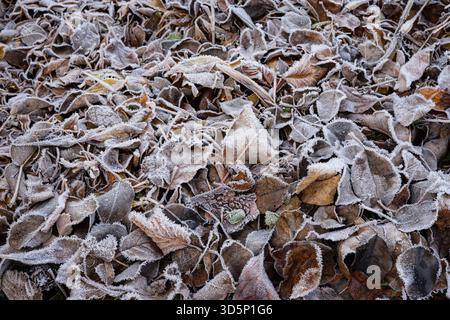Frostige Herbstblätter auf dem Boden Stockfoto