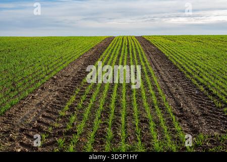 Junge Grünpflanzen, die in ordentlichen Reihen auf einem Feld wachsen Stockfoto
