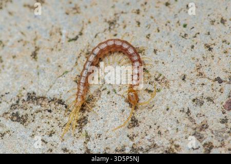 Centipede krabbelt über strukturierten hellgrauen Beton, durchgehende Draufsicht mit segmentiertem Körper, vielen Beinen und Antennen in einem natürlichen Ou aus nächster Nähe Stockfoto