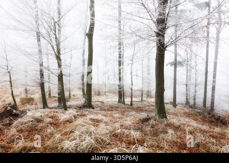 Nebel und Nebel im Wald im Herbst Stockfoto