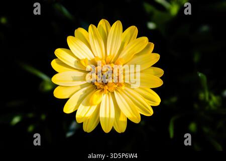 Nahaufnahme einer gelben Gänseblümchenblume Stockfoto