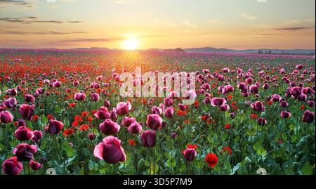 Wunderschönes Mohnfeld bei Sonnenaufgang Stockfoto