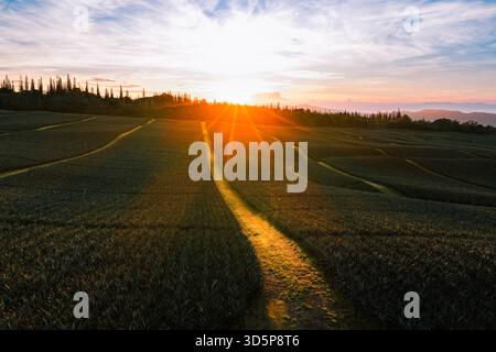 Aus der Vogelperspektive des strahlenden Sonnenlichts über den weiten, grünen Feldern und den weit entfernten Baumlinien, der lange Schatten wirft und die strukturierte Kapsel hervorhebt Stockfoto