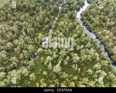 Aus der Vogelperspektive sehen Sie die Bäche, die durch ein dichtes Walddach im Nationalpark Biesbosch, dem größten Süßwassergezeitengebiet Europas, Noord-Brabant, ne Stockfoto