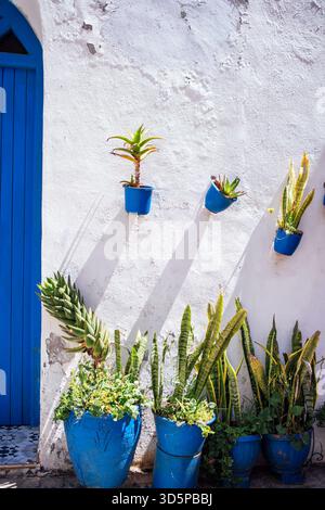 Blaue Töpfe gefüllt mit verschiedenen grünen Pflanzen werden an einer weißen Wand ausgestellt, die einen auffälligen visuellen Kontrast schaffen und die Ruhe im Freien verstärken Stockfoto