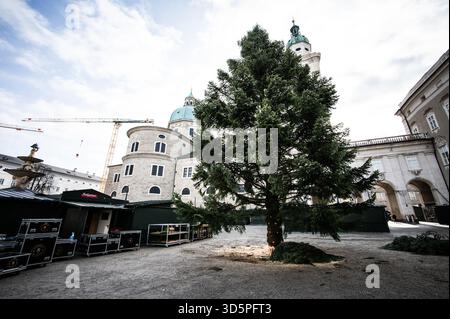 Aufbauarbeiten und Aufbau des Salzburger Christkindlmarktes am Residenzplatz und Domplatz am 11.11.2025. Im Bild: Der ungeschmückte Weihnachtsbaum am Tag seiner Anreise // Vorbereitung und Einrichtung des Salzburger Weihnachtsmarktes am Residenzplatz und Domplatz am 11. November 2025. Im Bild: Der undekorierte Weihnachtsbaum am Tag seiner Ankunft. - 20251111 PD20460 Stockfoto