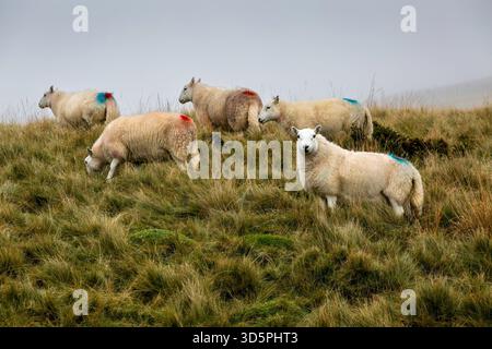 Smit markierte Schafe auf einem Brecon Beacons Hügel in South Wales, Großbritannien. Stockfoto