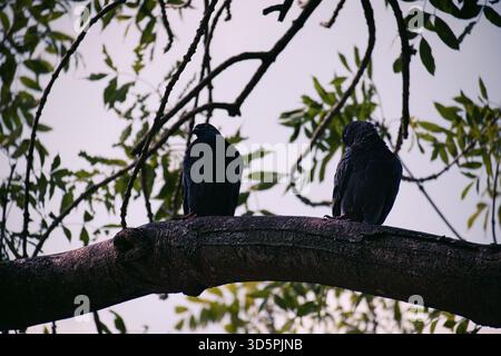Zwei verwilderte Tauben (Columba Livia), die auf einem dicken, dunklen Baumzweig vor einem hellen, bedeckten Himmel in einem Stadtpark in Kent, England, ruhen. Stockfoto