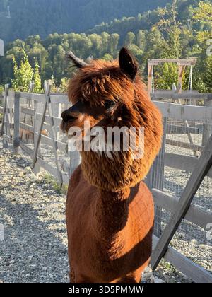 Nahporträt eines flauschigen braunen Alpakas mit charmantem, neugierigem Ausdruck Stockfoto