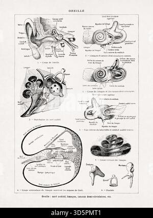 Schwarz-weiß-medizinische Illustration zur Anatomie der Ohren. Stockfoto