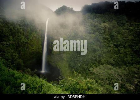 Bambus Graffiti im Akaka Falls State Park, Big Island, Hawaii Stockfoto
