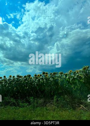 Ein riesiges Sonnenblumenfeld unter einem atemberaubenden, dynamischen Himmel voller hoch aufragender Kumuluswolken Stockfoto