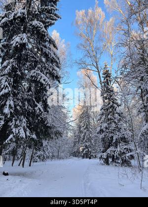 Eine ruhige Winterlandschaft in einem schneebedeckten Wald mit einem gewundenen Pfad, flankiert von hohen immergrünen Bäumen und Birken, die mit frischem Schnee bedeckt sind Stockfoto