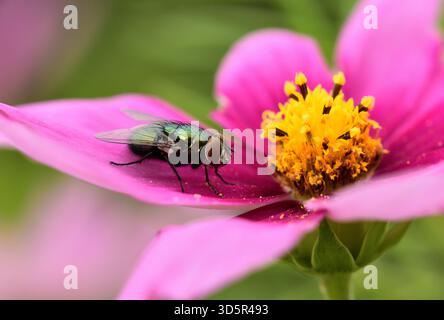 Goldfliege, Lucilia sericata, Calliphoridae, auf Studentenblume, Tagetes patula hybr., Frisst Pollen, Zürich, Schweiz Gemeinsame grüne Flaschenfliege, Lucilia Stockfoto