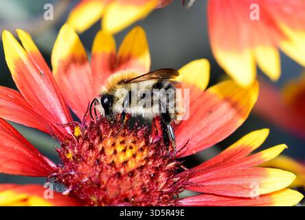 Ackerhummel, Bombus pascuorum, auf Kokardenblume, Galliardia spec., Zürich, Schweiz Gemeine Carder Bee, Bombus pascuorum, auf Blanket Blume, Gaillardia Stockfoto